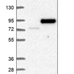 Merck Anti-BRAT1 antibody produced in rabbit