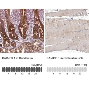Merck Anti-BAIAP2L1 antibody produced in rabbit