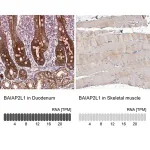 Merck Anti-BAIAP2L1 antibody produced in rabbit