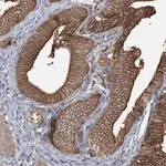 Merck Anti-CCNY antibody produced in rabbit