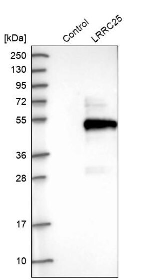 Merck Anti-LRRC25 antibody produced in rabbit