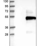 Merck Anti-LRRC25 antibody produced in rabbit