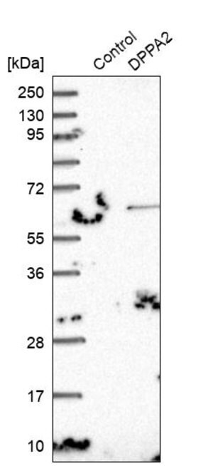 Merck Anti-DPPA2 antibody produced in rabbit