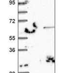 Merck Anti-DPPA2 antibody produced in rabbit