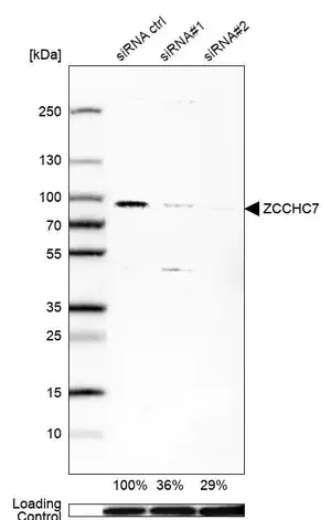 Merck Anti-ZCCHC7 antibody produced in rabbit