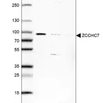 Merck Anti-ZCCHC7 antibody produced in rabbit