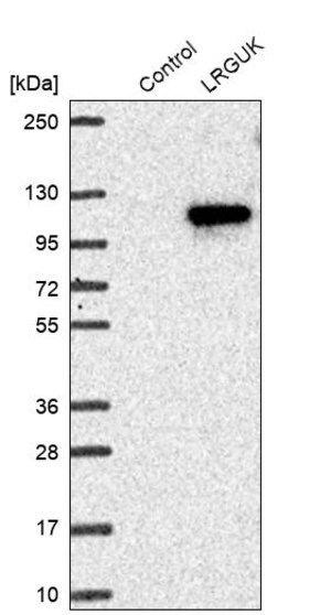 Merck Anti-LRGUK antibody produced in rabbit