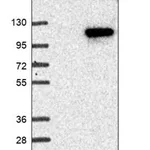 Merck Anti-LRGUK antibody produced in rabbit