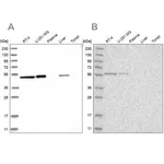 Merck Anti-QRSL1 antibody produced in rabbit
