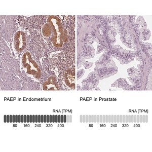 Merck Anti-PAEP antibody produced in rabbit