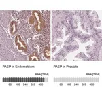 Merck Anti-PAEP antibody produced in rabbit