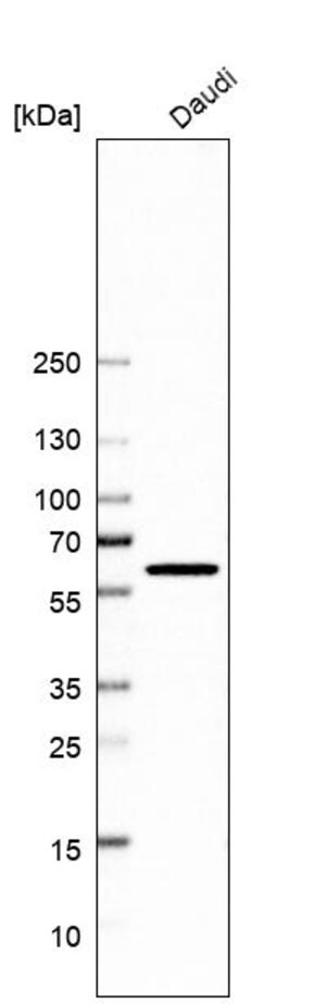 Merck Anti-QRSL1 antibody produced in rabbit