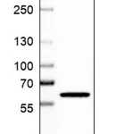 Merck Anti-QRSL1 antibody produced in rabbit