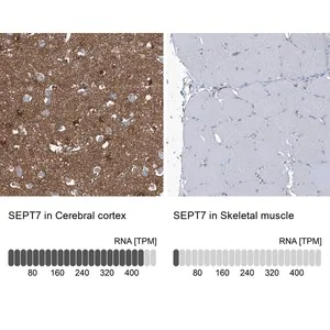 Merck Anti-SEPT7 antibody produced in rabbit