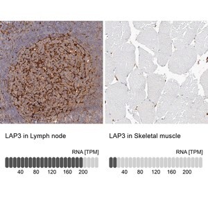 Merck Anti-LAP3 antibody produced in rabbit