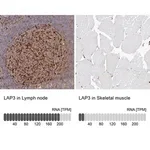 Merck Anti-LAP3 antibody produced in rabbit