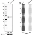 Merck Anti-LANCL2 antibody produced in rabbit