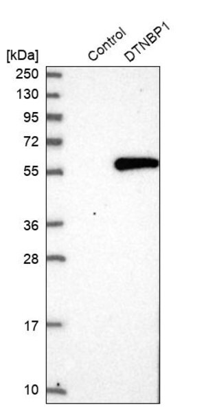 Merck Anti-DTNBP1 antibody produced in rabbit