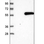 Merck Anti-DTNBP1 antibody produced in rabbit