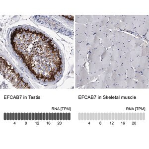 Merck Anti-EFCAB7 antibody produced in rabbit