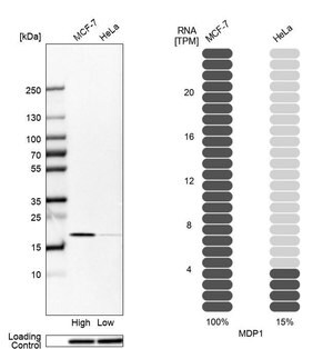 Merck Anti-MDP1 antibody produced in rabbit