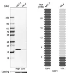 Merck Anti-MDP1 antibody produced in rabbit