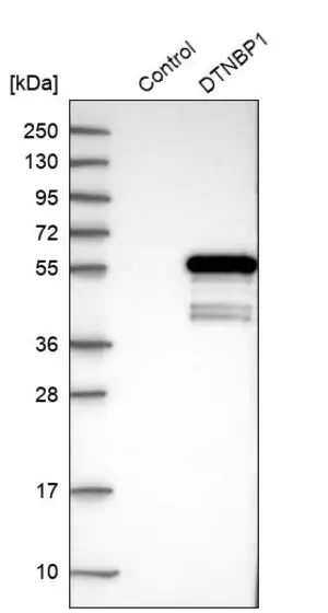 Merck Anti-DTNBP1 antibody produced in rabbit