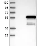 Merck Anti-DTNBP1 antibody produced in rabbit