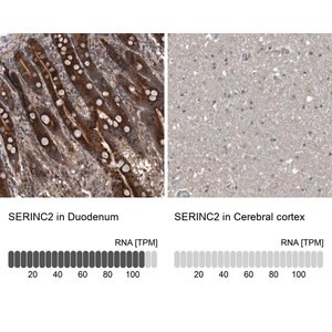 Merck Anti-SERINC2 antibody produced in rabbit