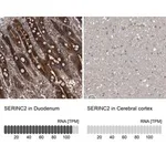Merck Anti-SERINC2 antibody produced in rabbit