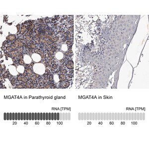 Merck Anti-MGAT4A antibody produced in rabbit