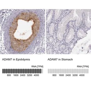 Merck Anti-ADAM7 antibody produced in rabbit