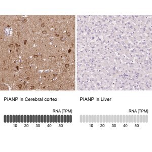 Merck Anti-PIANP antibody produced in rabbit