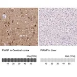 Merck Anti-PIANP antibody produced in rabbit