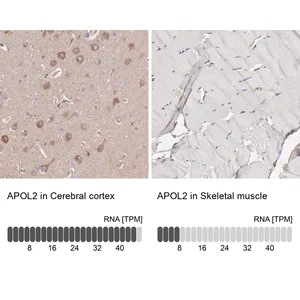 Merck Anti-APOL2 antibody produced in rabbit