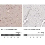 Merck Anti-APOL2 antibody produced in rabbit