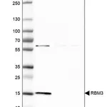 Merck Anti-RBM3 antibody produced in rabbit