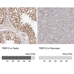 Merck Anti-TRIP13 antibody produced in rabbit