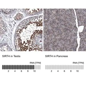 Merck Anti-SIRT4 antibody produced in rabbit