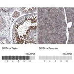 Merck Anti-SIRT4 antibody produced in rabbit