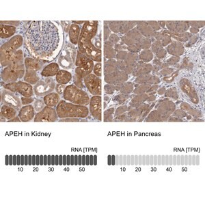 Merck Anti-APEH antibody produced in rabbit