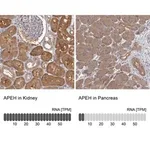 Merck Anti-APEH antibody produced in rabbit