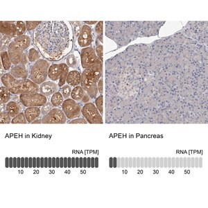 Merck Anti-APEH antibody produced in rabbit