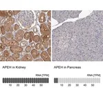 Merck Anti-APEH antibody produced in rabbit