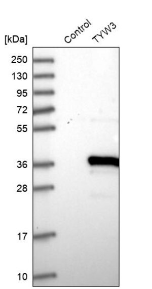 Merck Anti-TYW3 antibody produced in rabbit
