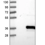 Merck Anti-TYW3 antibody produced in rabbit