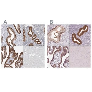 Merck Anti-ASRGL1 antibody produced in rabbit