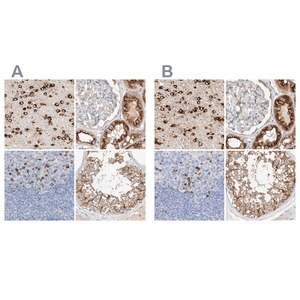 Merck Anti-MAP7 antibody produced in rabbit