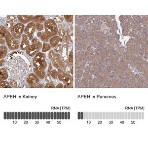 Merck Anti-APEH antibody produced in rabbit