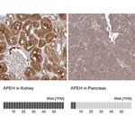 Merck Anti-APEH antibody produced in rabbit
